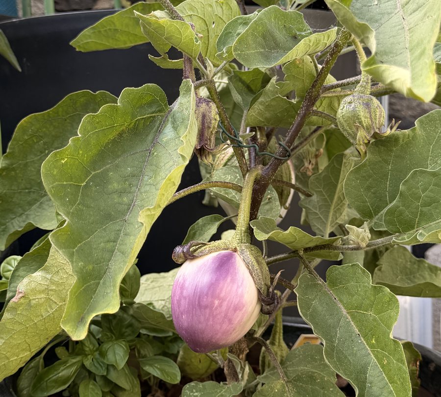 An eggplant ripening on the plant in the Pickles garden, with basil growing in the pot beside it.